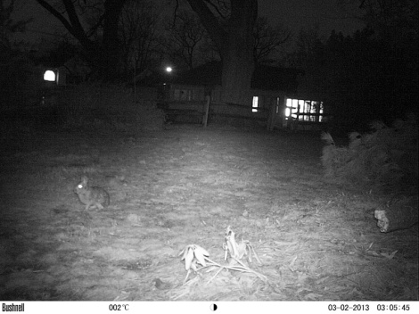 A rabbit captured on our camera trap in Bergen County, NJ, USA.