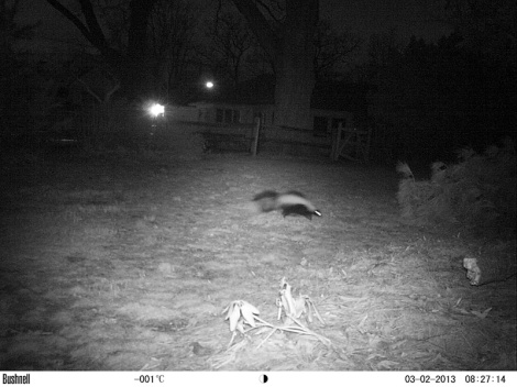 A skunk captured on our camera trap in Bergen County, NJ, USA.