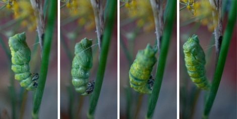The black swallowtail caterpillar sheds its striped skin by violently jerking its body side to side, revealing a chrysalis underneath. Photos © Diana Pappas