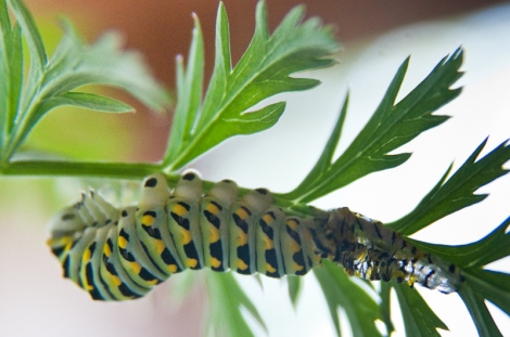 Dilly the swallowtail caterpillar sheds his skin on a carrot leaf. Photo © Diana Pappas