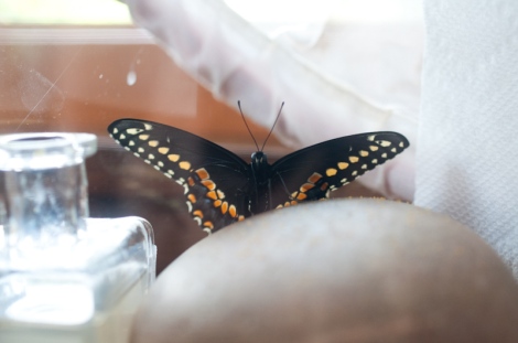 Dilly, a male black swallowtail butterfly in a terrarium, having just emerged from his chrysalis earlier in the day.