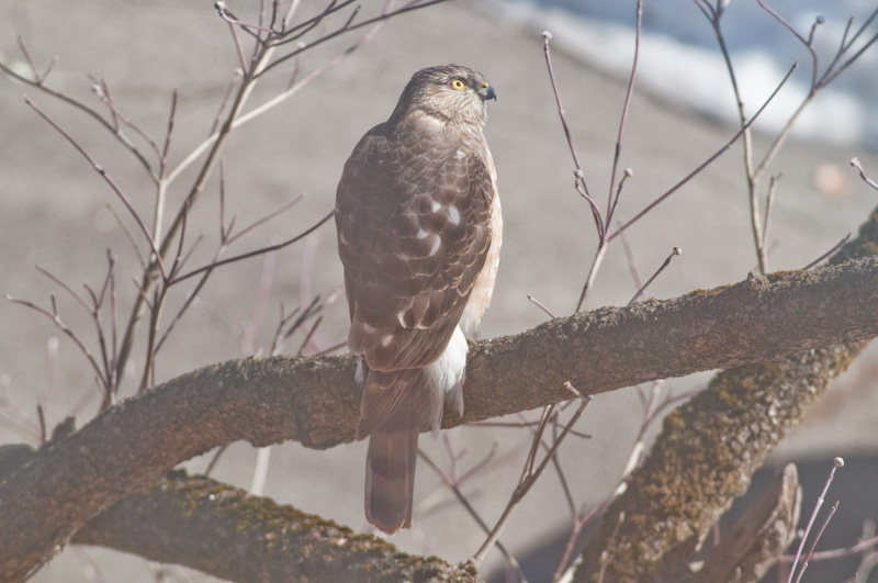 A juvenile female sharp-shinned hawk perching on the low branch of a dogwood tree. Photo © Tom Bland.